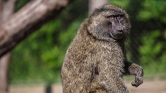 a monkey sitting outside in the sunshine turns to the right to look at the viewer