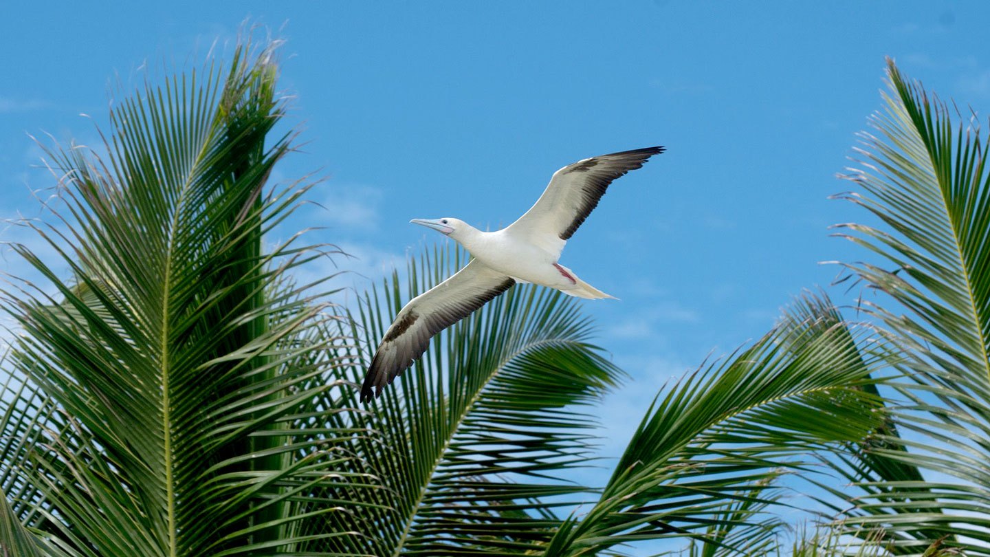 a red footed booby soars overhead against palm fronds and a bright blue sky