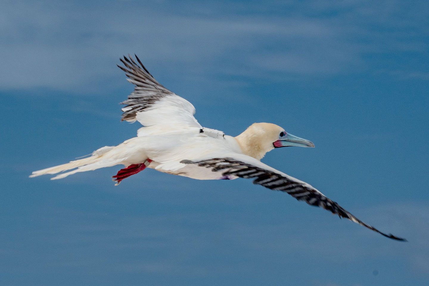 a photo of a red footed booby in flight, wings spread against a blue sky with wispy white clouds. A small white camera is attached to the back of the bird, between the wings.