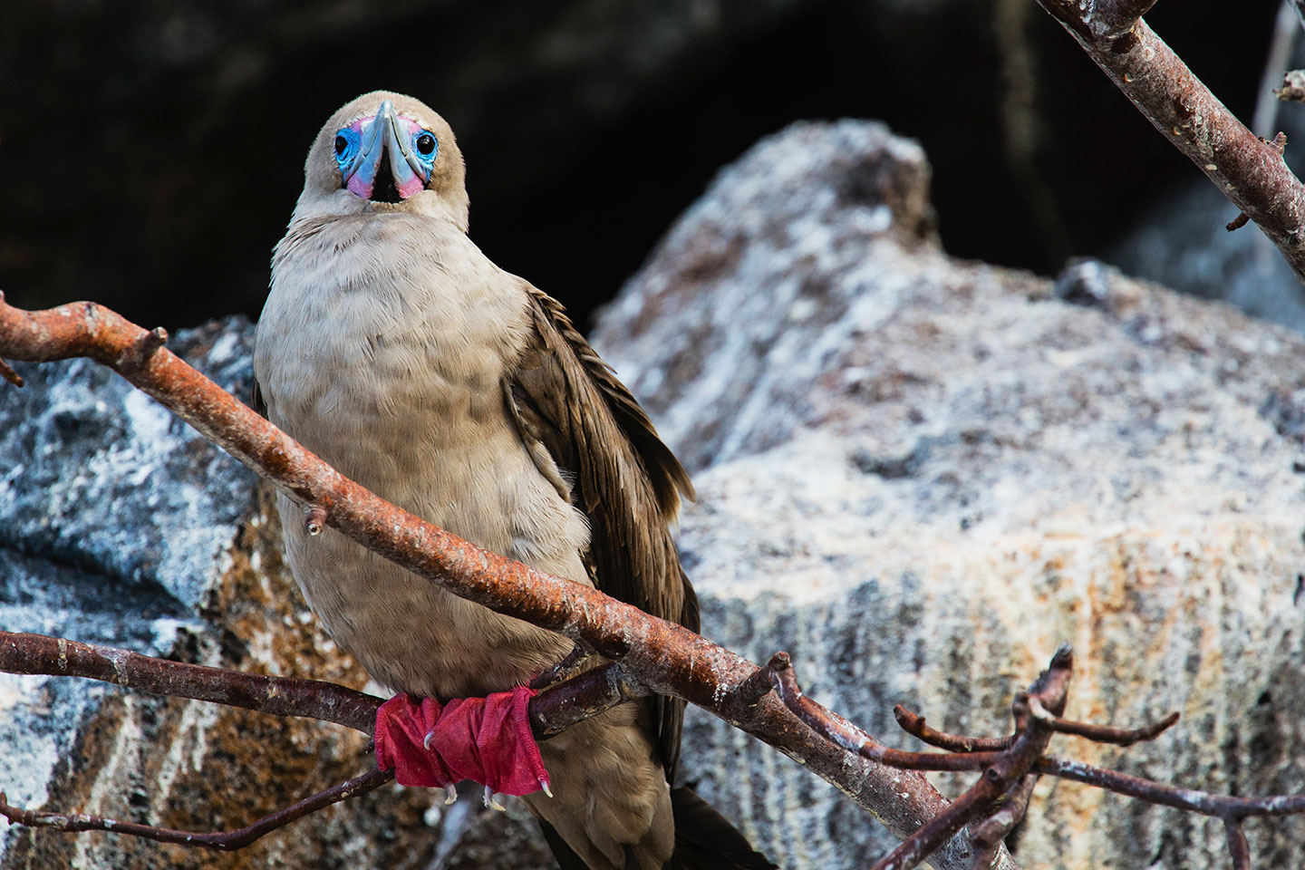 a red-footed booby perches on a branch, behind it is a rock streaked with white seabird poop