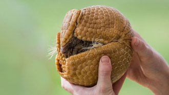a photo of a rolled up three-banded armadillo held in a person's hands