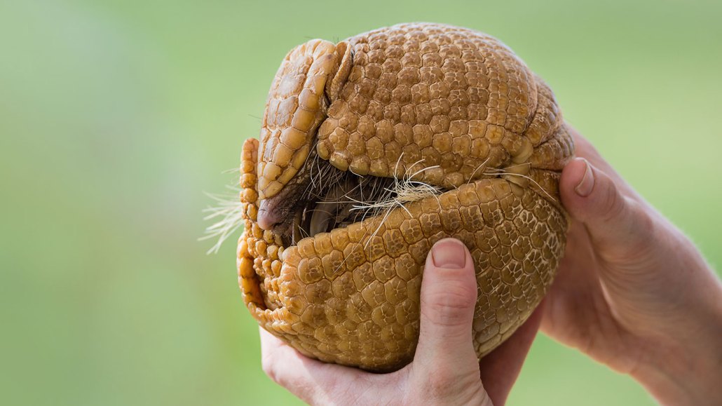 a photo of a rolled up three-banded armadillo held in a person's hands