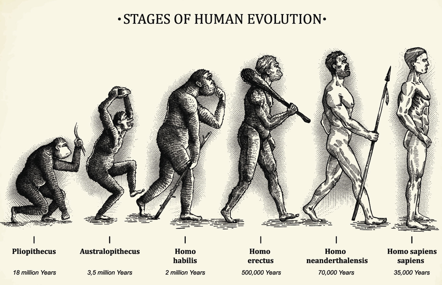 a line of ape-like ancestors previous to homo sapiens