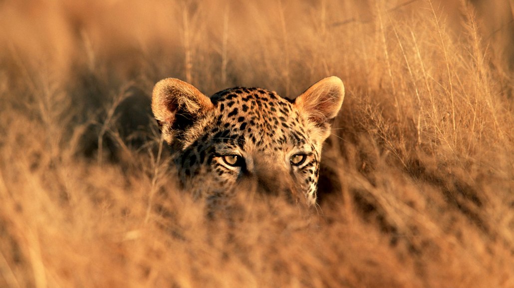 A leopard's ears and eyes peek out tall grass.