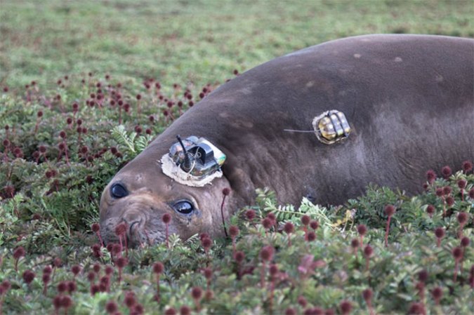 A Southern elephant seal lies in a grassy field. One sensor is glued to its forehead and back.