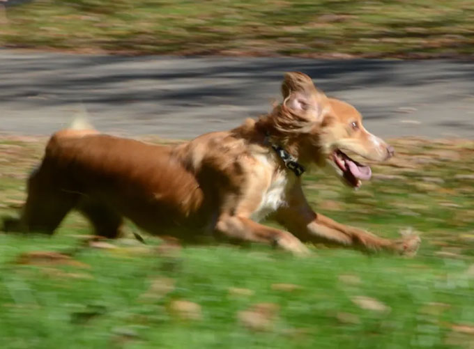 a photo of a brown dog running so fast she is a blur