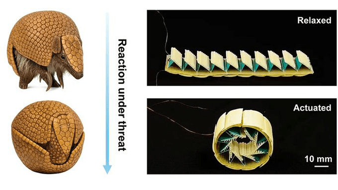 On the left, two images show an armadillo standing normally, then curled into a ball under threat. On the right, two photos show a small robot lying flat in its relaxed state, then curled into a ball in its actuated state, mimicking the armadillo.