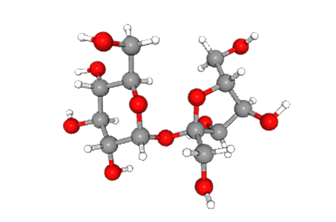 a 3D ball and stick model of the sucrose molecule, with glucose on the left and fructose on the right