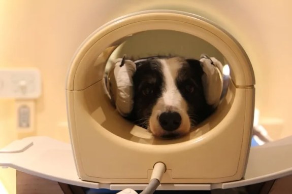 A photo of a border collie dog with earmuffs on preparing to receive a brain scan