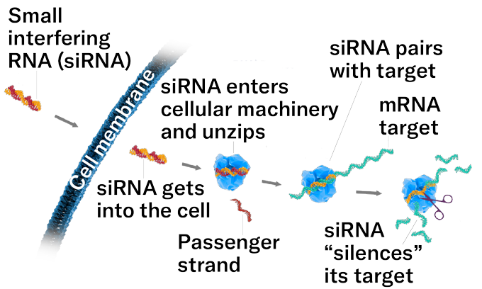 A graphic showing how RNA interference works. A red and orange strand of RNA are shown twisted together and labeled small interfering RNA (siRNA) outside a blue curve representing a cell membrane. The siRNA gets into the cell. Then it is shown nestled in a blue irregular circle representing a cellular machine. The siRNA unzips. The red passenger strand is seen floating away. In the next panel, the orange siRNA twists around part of a teal mRNA strand. Then a pair of scissors is shown snipping the mRNA to bits.