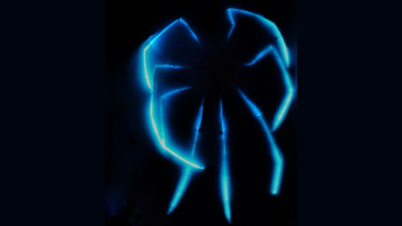 Giant sea spiders emit eerie glow deep below the ocean waves