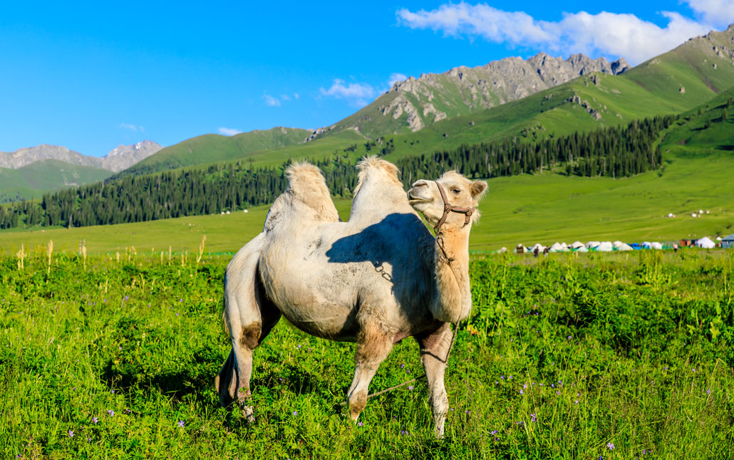 a photo of a camel standing in a green meadow