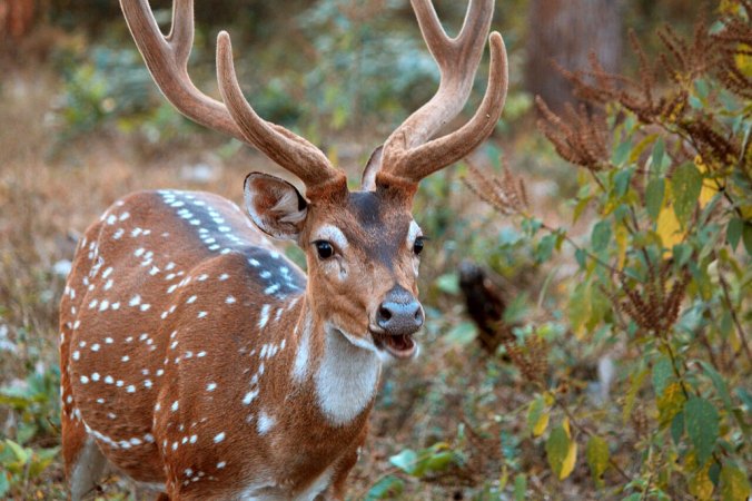 a photo of a white spotted brown deer with antlers