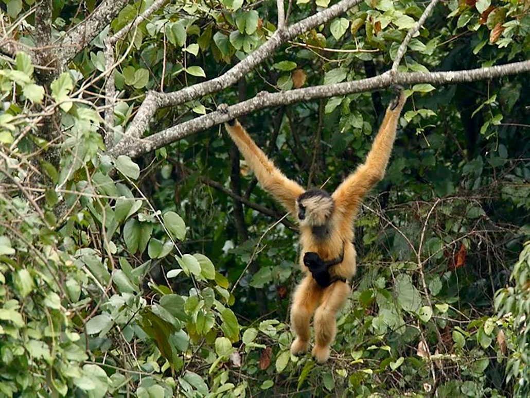 a Cao-vit gibbon, a light brown ape with black fur on its face, is hanging from a tree branch. A small baby gibbon clings to her stomach