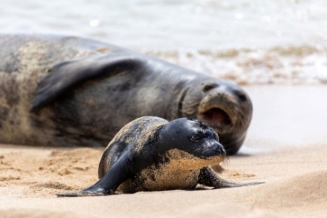 a baby and a mother Hawaiian monk seal on a sandy beach
