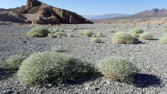 a photo of several light green shrubs low to the ground in a desert on a sunny day