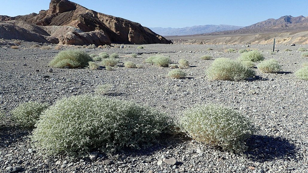 a photo of several light green shrubs low to the ground in a desert on a sunny day
