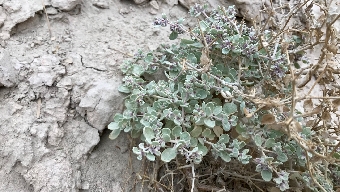 A small, heat-tolerant desert plant with pale green leaves and tiny purple buds growing in dry, cracked soil.