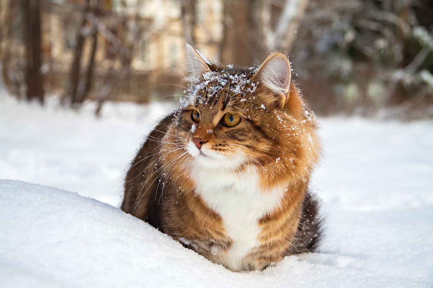 A beautiful cat sitting on a snowbank