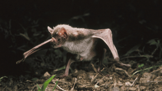 a vampire bat runs across dark ground
