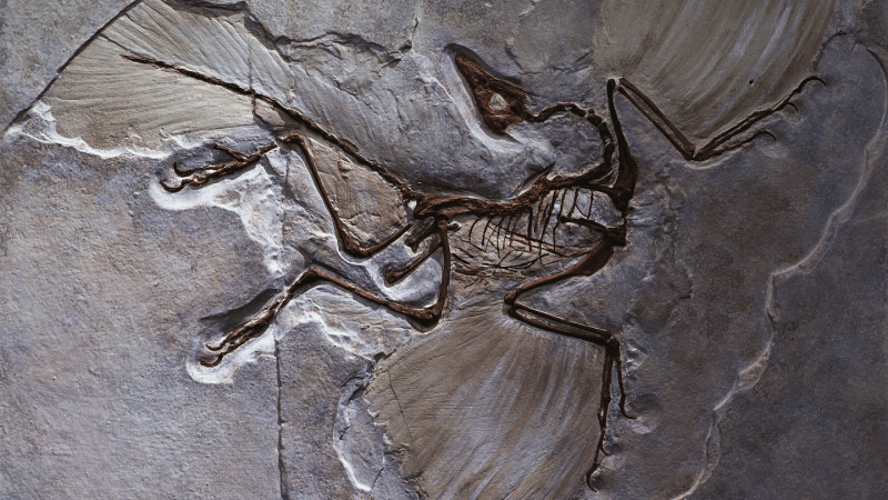 Scientists Say: Theropod