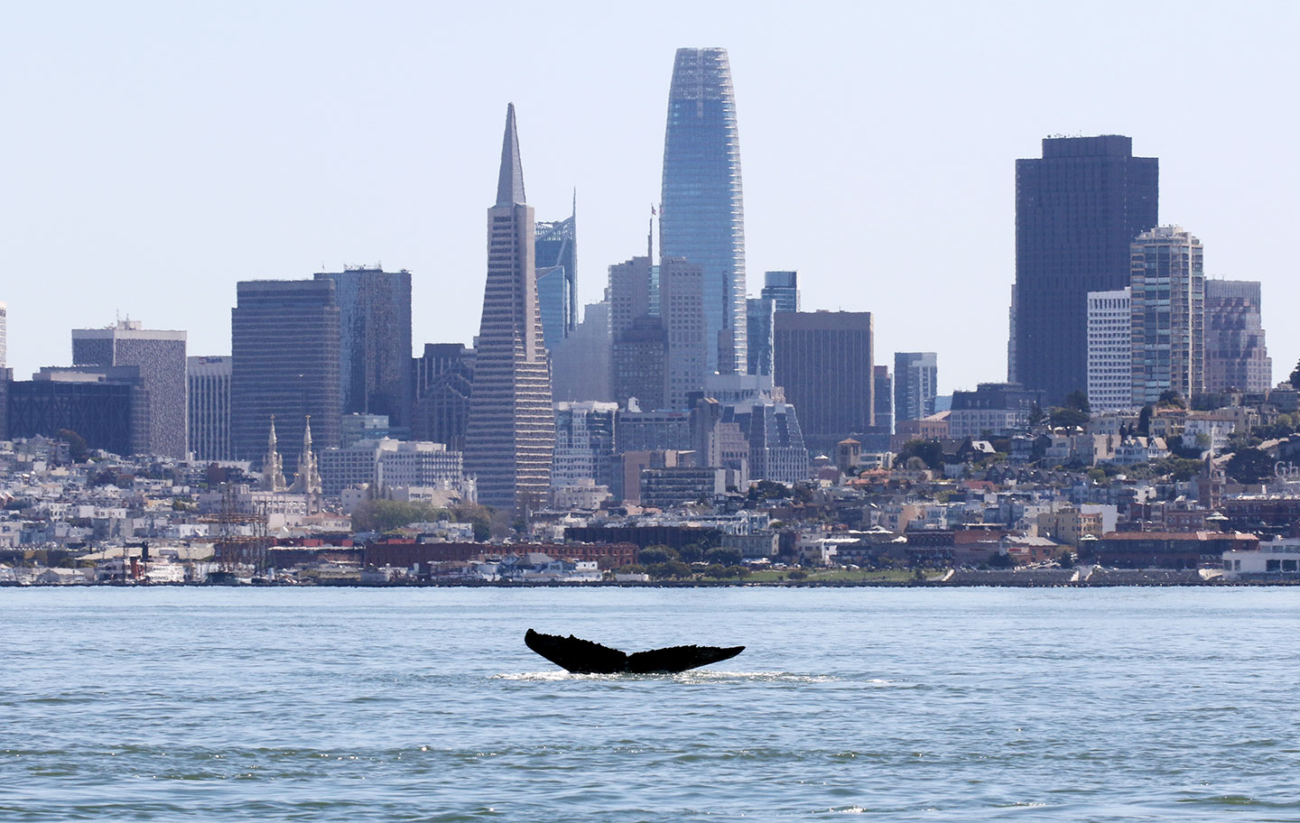 a whale tail fluke can be seen in the water in front of the San Francisco skyline