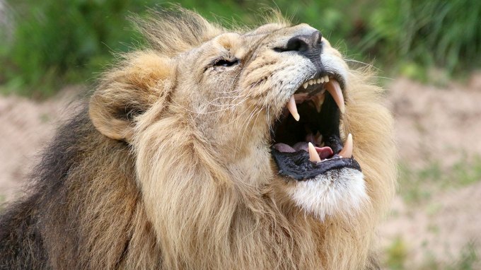 a male lion with its mouth wide open, mid-roar