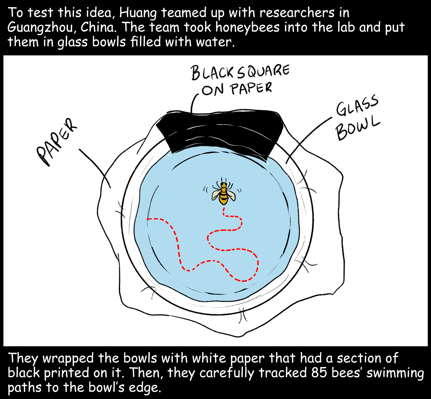  They wrapped the bowls with white paper that had a section of black printed on it. Then, they carefully tracked 85 bees’ swimming paths to the bowl’s edge. 
