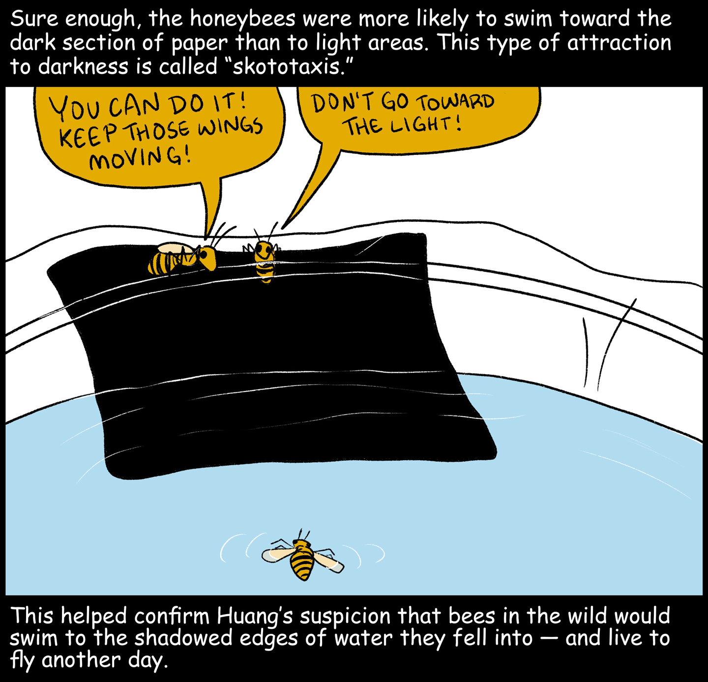  This helped confirm Huang’s suspicion that bees in the wild would swim to the shadowed edges of water they fell into — and live to fly another day. 