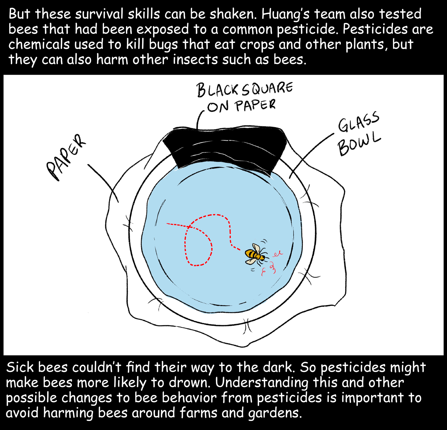  Sick bees couldn’t find their way to the dark. So pesticides might make bees more likely to drown. Understanding this and other possible changes to bee behavior from pesticides is important to avoid harming bees around farms and gardens. 
