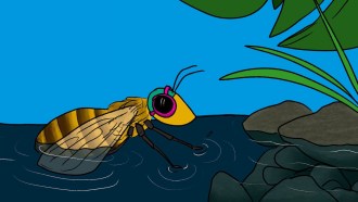 Image: a bee wearing pink goggles swims across a shallow pool toward a rocky shore.