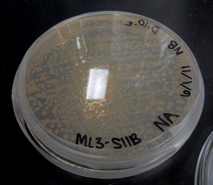 colorful bacteria colonies on a petri plate