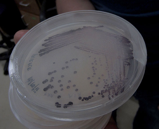 colorful bacteria colonies on a petri plate